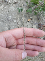 Muhlenbergia cuspidata