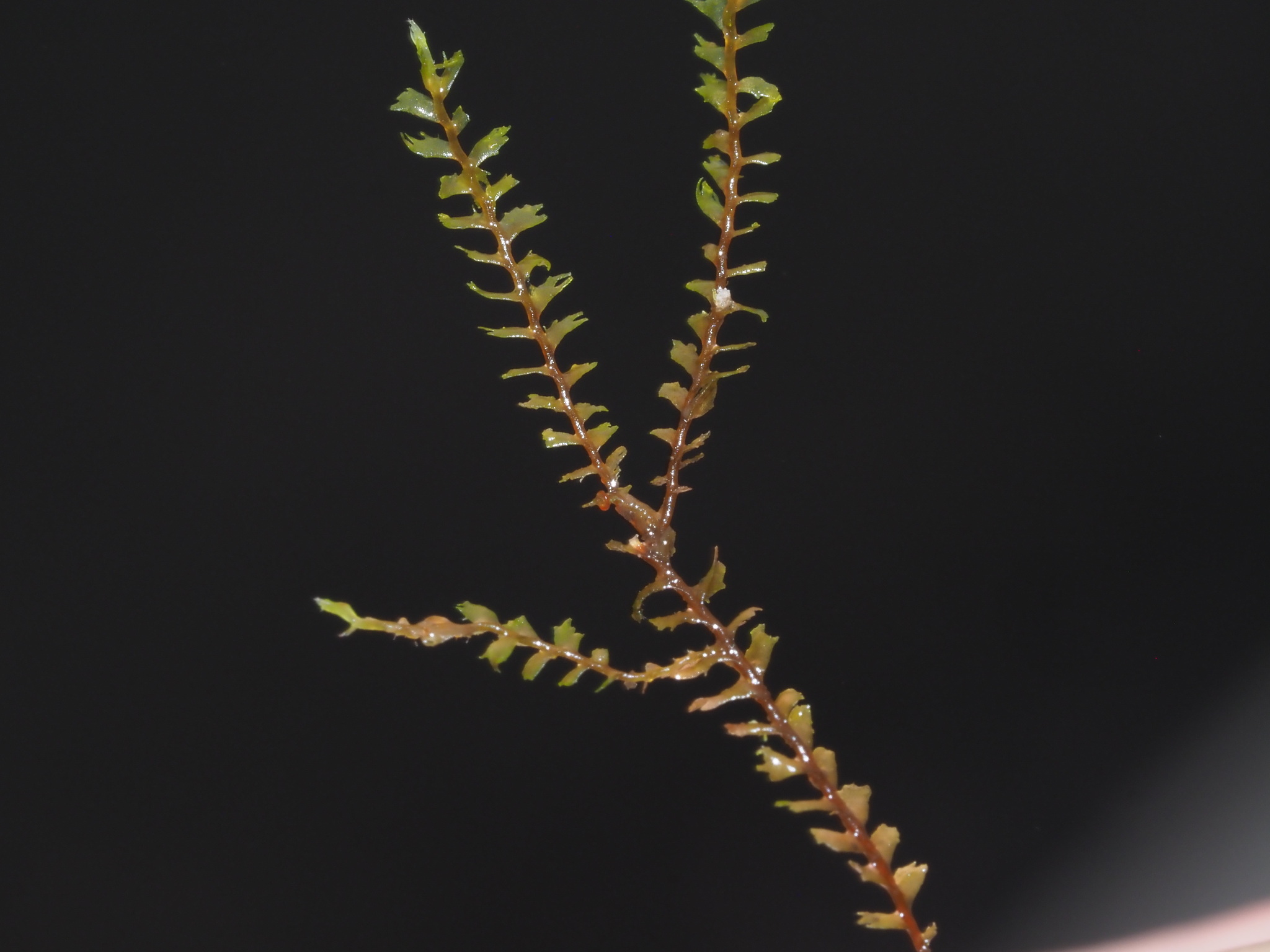 Plagiochila maunakeana