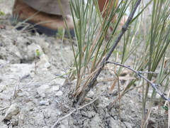 Muhlenbergia cuspidata