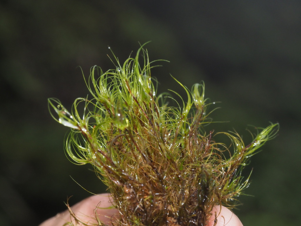 Dicranodontium porodictyion