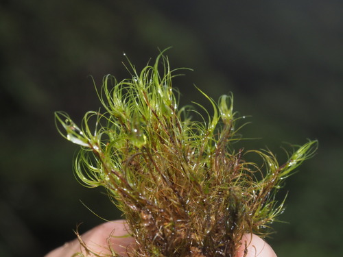 Dicranodontium porodictyion