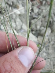 Muhlenbergia cuspidata