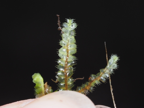 Leptoscyphus baldwinii
