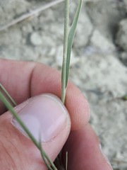 Muhlenbergia cuspidata