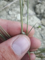 Muhlenbergia cuspidata