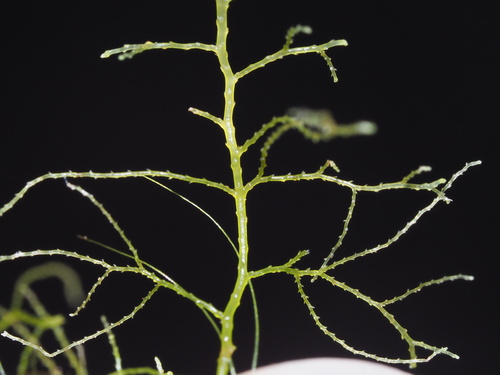 Lepidozia sandvicensis