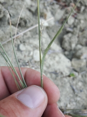Muhlenbergia cuspidata