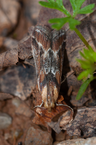 Ancylosis cinnamomella