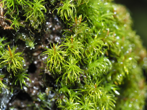 Holomitrium seticalycinum observed 2023-05-06