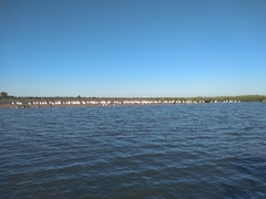 Pelecanus erythrorhynchos