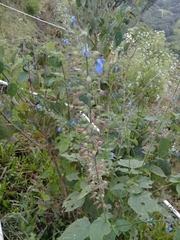 Salvia leptostachys