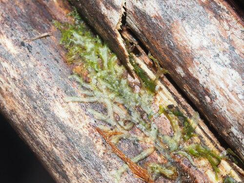 Metzgeria furcata observed 2023-05-06