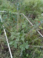 Salvia leptostachys