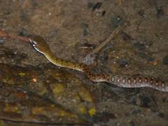 Dendrophidion clarkii