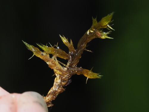 Acroporium fuscoflavum