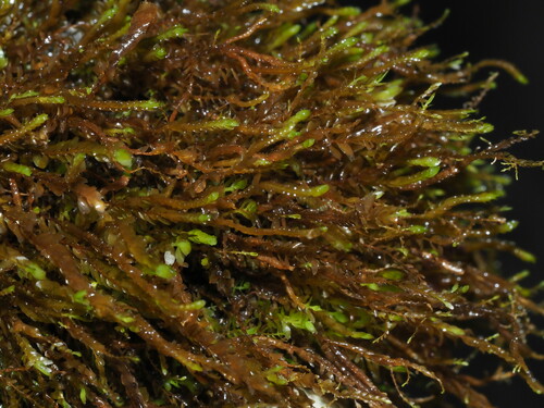 Chiastocaulon combinatum
