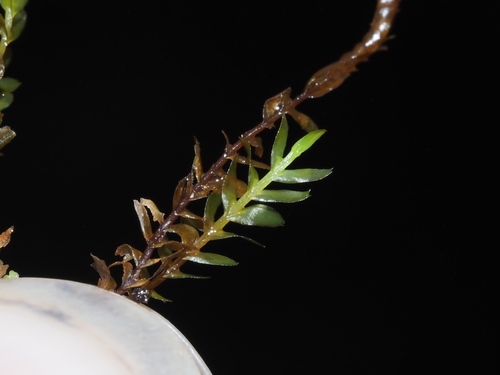 Chiastocaulon combinatum
