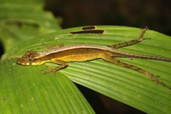 Anolis gracilipes