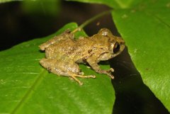 Pristimantis sobetes