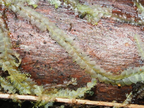 Lophocolea bicuspidata