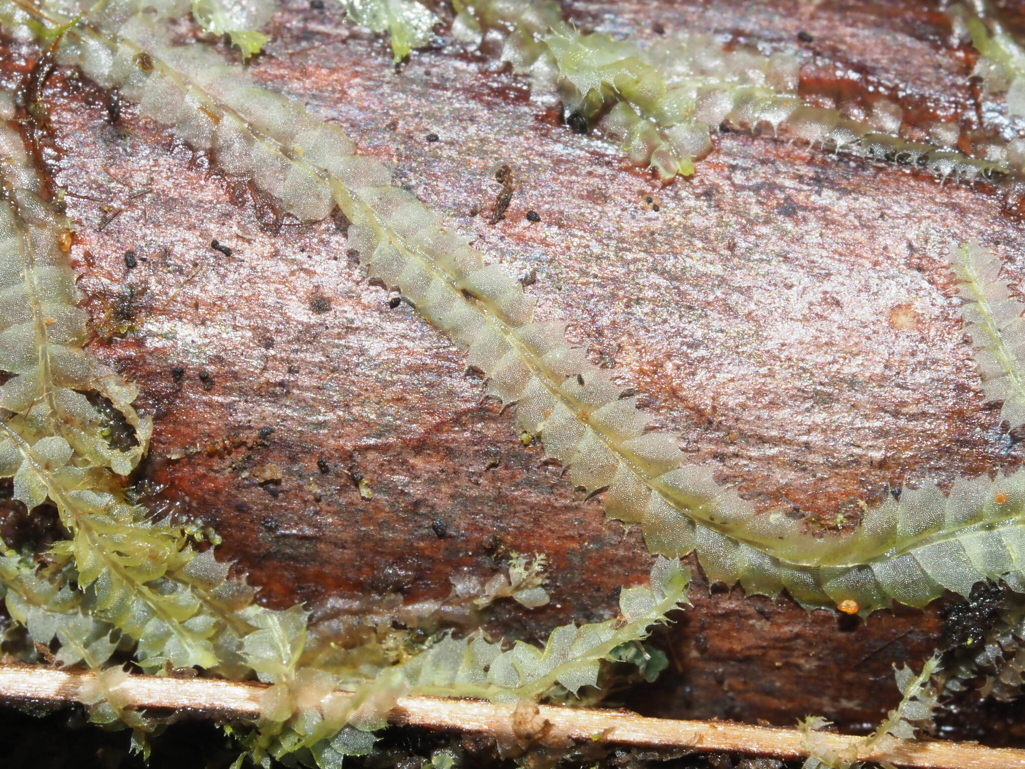 Lophocolea bicuspidata