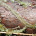 Lophocolea bicuspidata - Photo (c) Kevin Faccenda, alguns direitos reservados (CC BY), uploaded by Kevin Faccenda