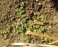 Euphorbia serpens