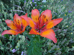 Lilium bulbiferum