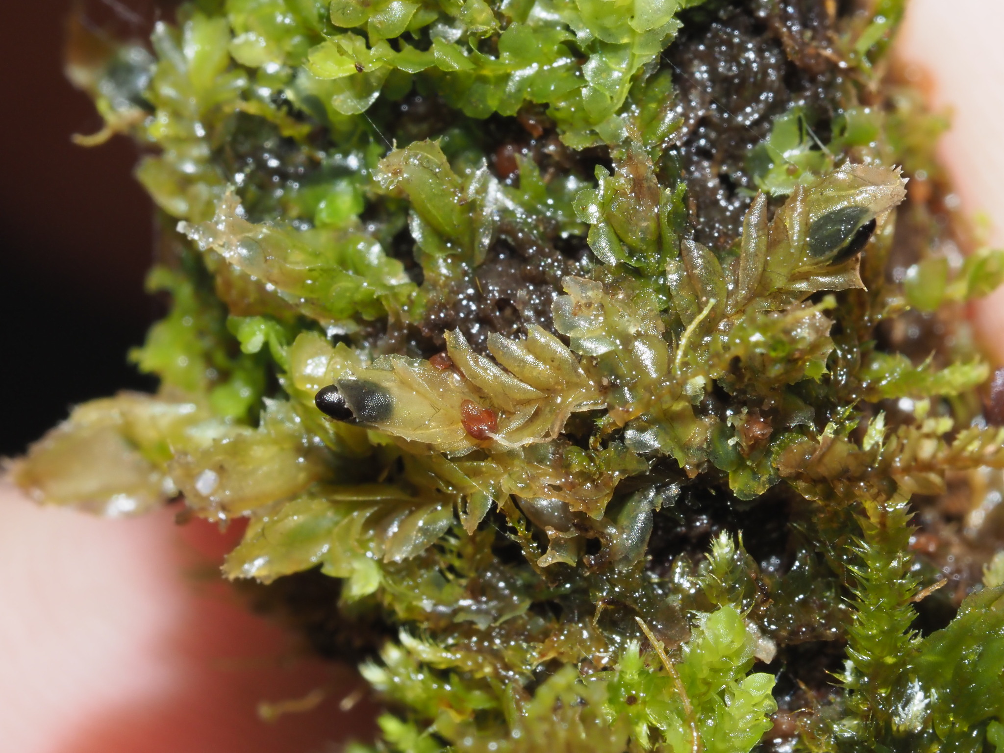 Cryptolophocolea ciliolata