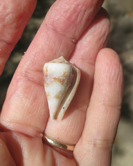 Conus purpurascens