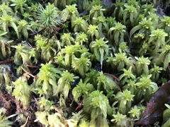 Sphagnum magellanicum