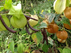 Physalis nicandroides