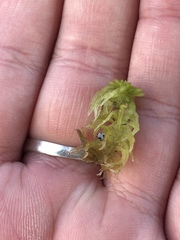 Sphagnum magellanicum