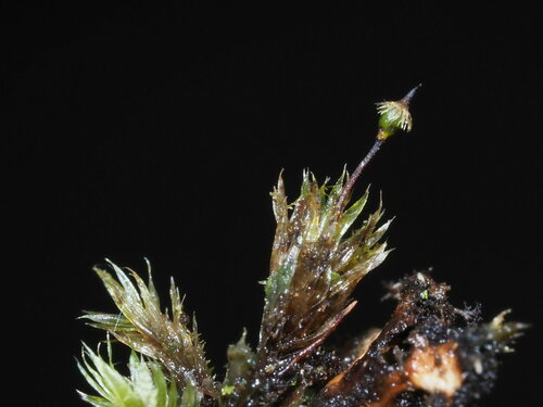 Daltonia marginata