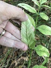 Cicuta douglasii