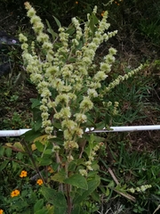 Asterohyptis stellulata