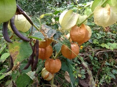 Physalis nicandroides