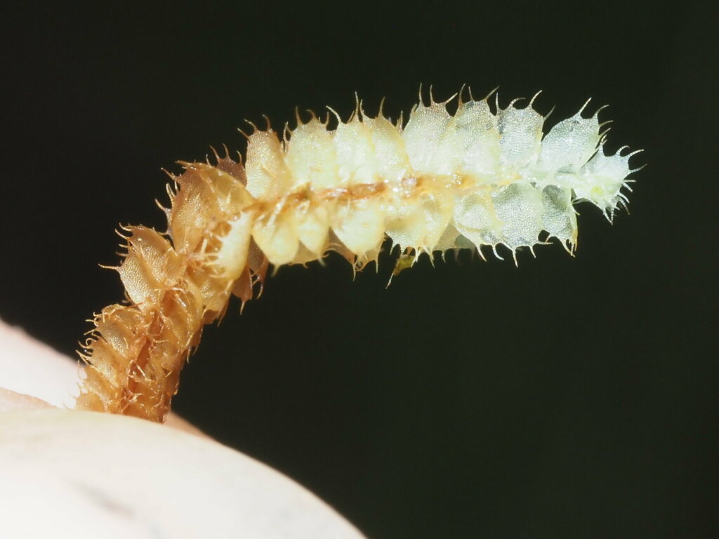 Leptoscyphus baldwinii