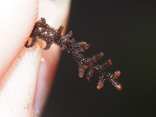Frullania apiculata