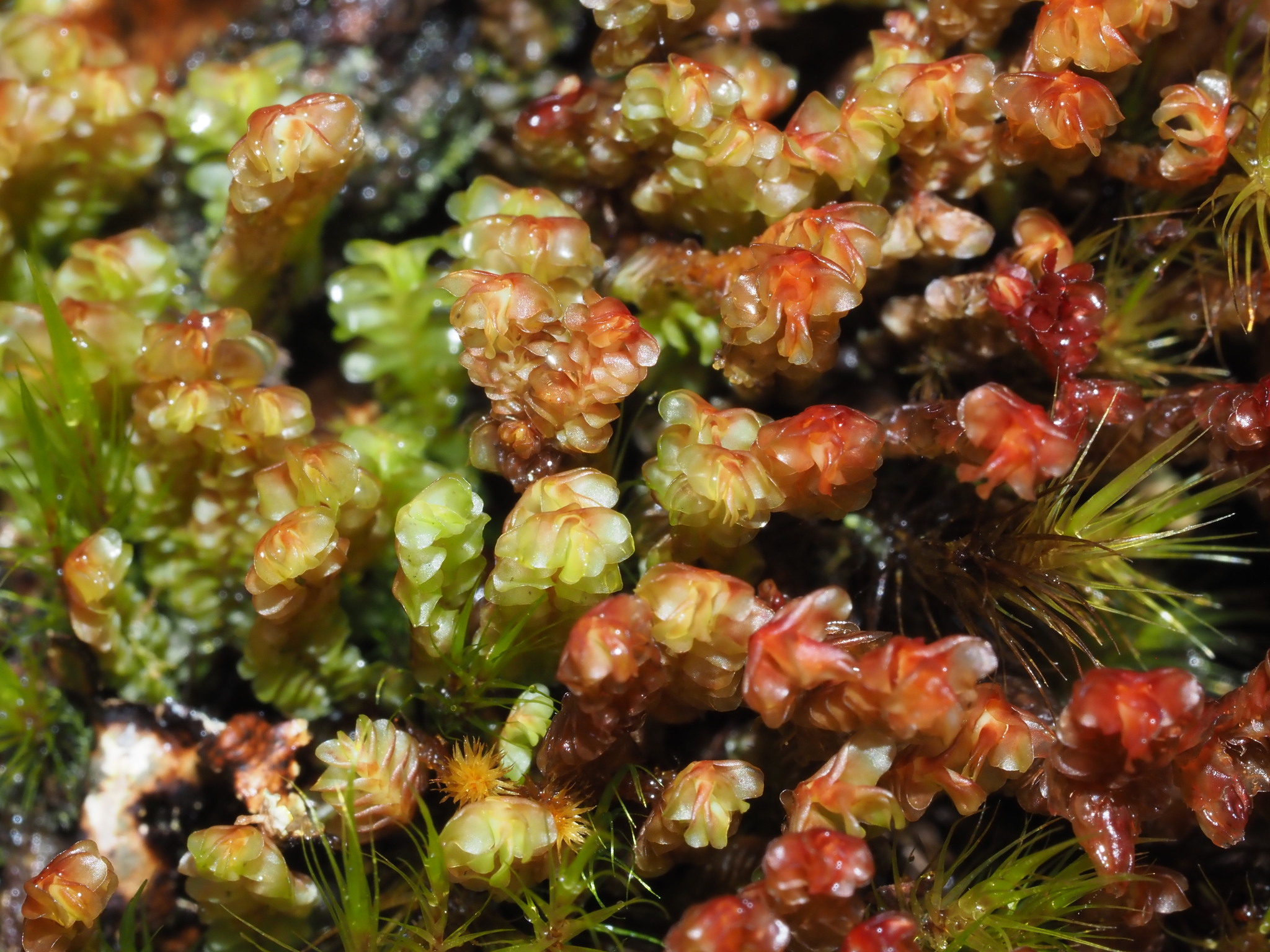 Cuspidatula robusta