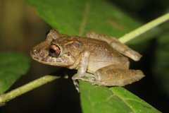 Pristimantis labiosus
