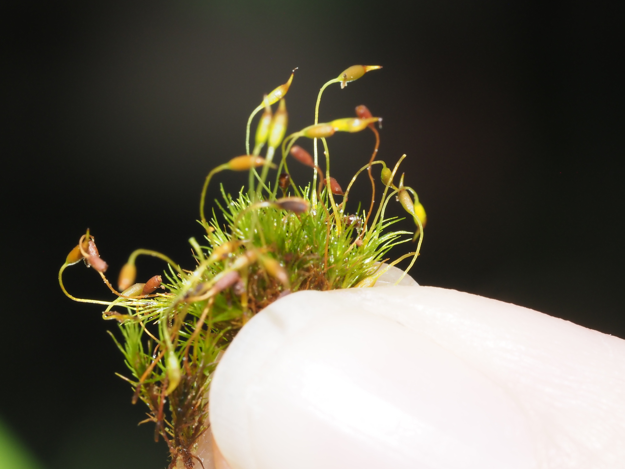 Campylopodium medium