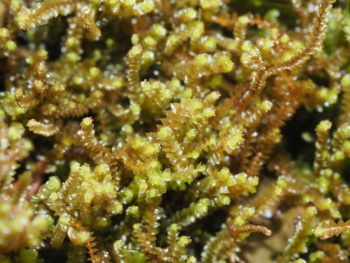Image of Anastrepta orcadensis by (c) Kevin Faccenda, some rights reserved (CC BY)
