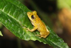 Pristimantis latidiscus