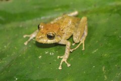 Pristimantis sobetes