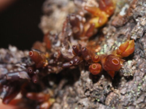 Pleurozia subinflata