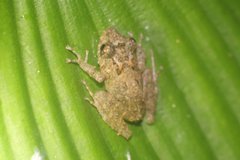 Pristimantis crenunguis