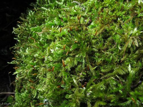 Homalothecium philippeanum observed 2023-04-23