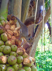 Sciurus aestuans ingrami