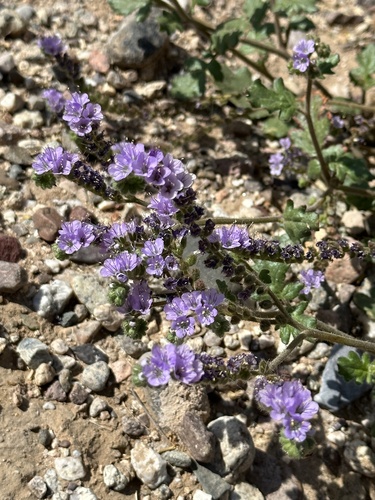 Mangas Spring phacelia (Phacelia bombycina)
